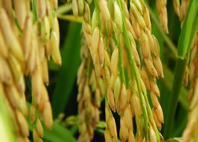 富硒水稻种植，富硒大米种植，富硒农业