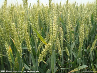 富硒小麦种植，富硒小麦项目，富硒农业技术